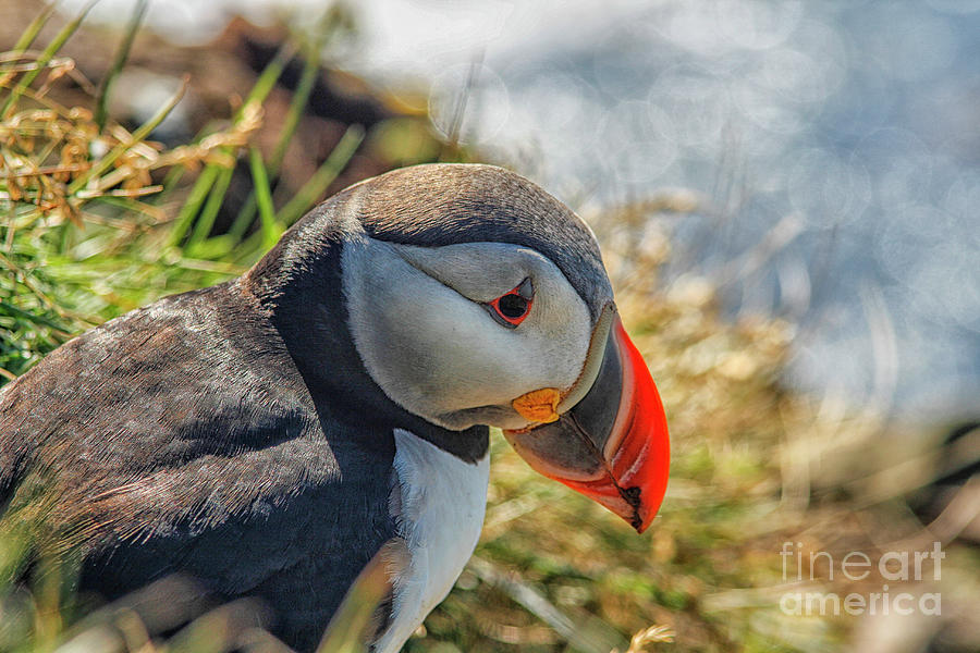 Puffin  Photograph by Patricia Hofmeester