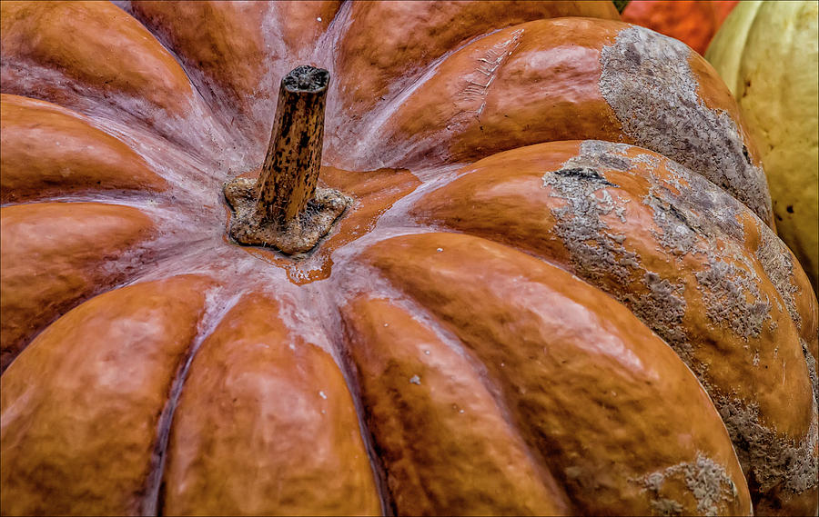 Pumpkin #3 Photograph by Robert Ullmann