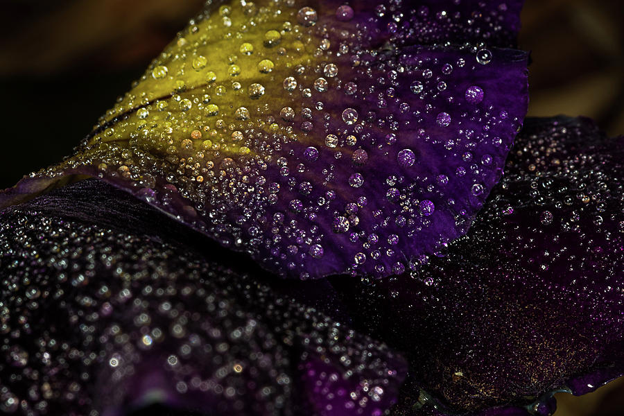 Nature Photograph - Purple and Yellow #3 by Jay Stockhaus
