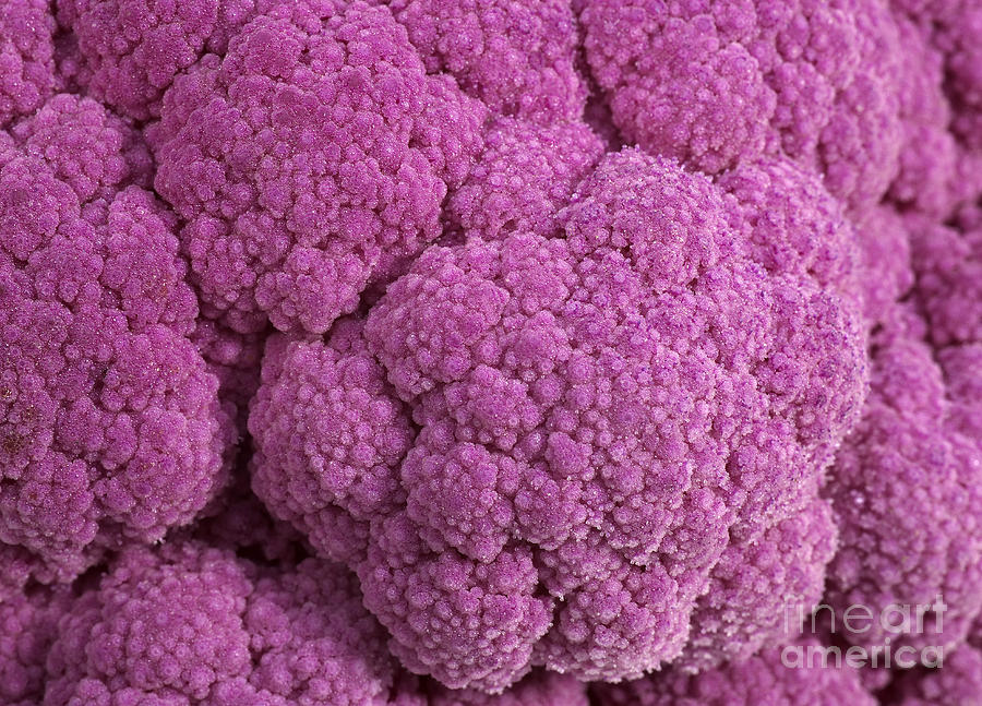 Purple Cauliflower #3 Photograph by Gerard Lacz