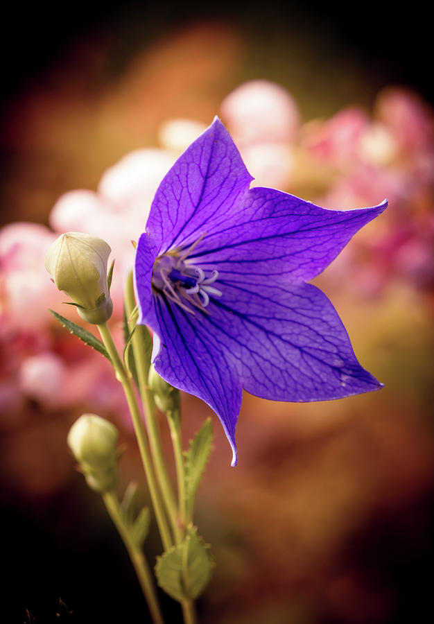 Purple flower #3 Photograph by Lilia S