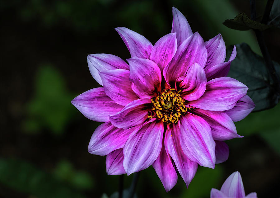 Purple Flower #3 Photograph by Robert Ullmann