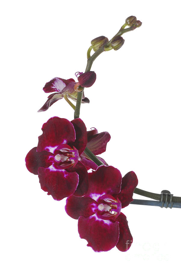 Purple Orchid #3 Photograph by Eran Turgeman