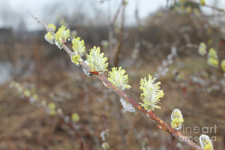 Pussy Willow In Spring Photograph