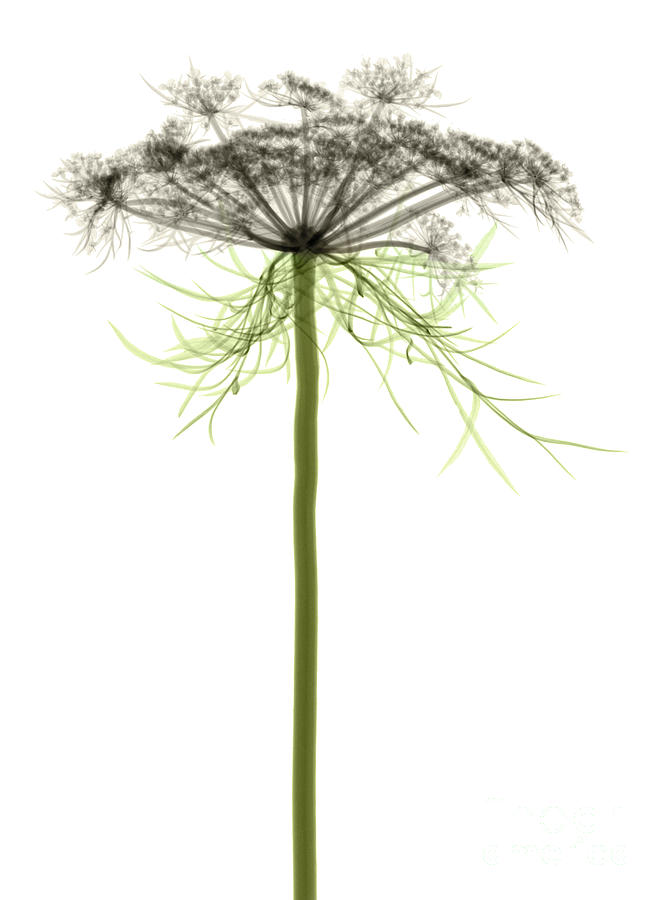 Queen Annes Lace, X-ray #4 Photograph by Ted Kinsman