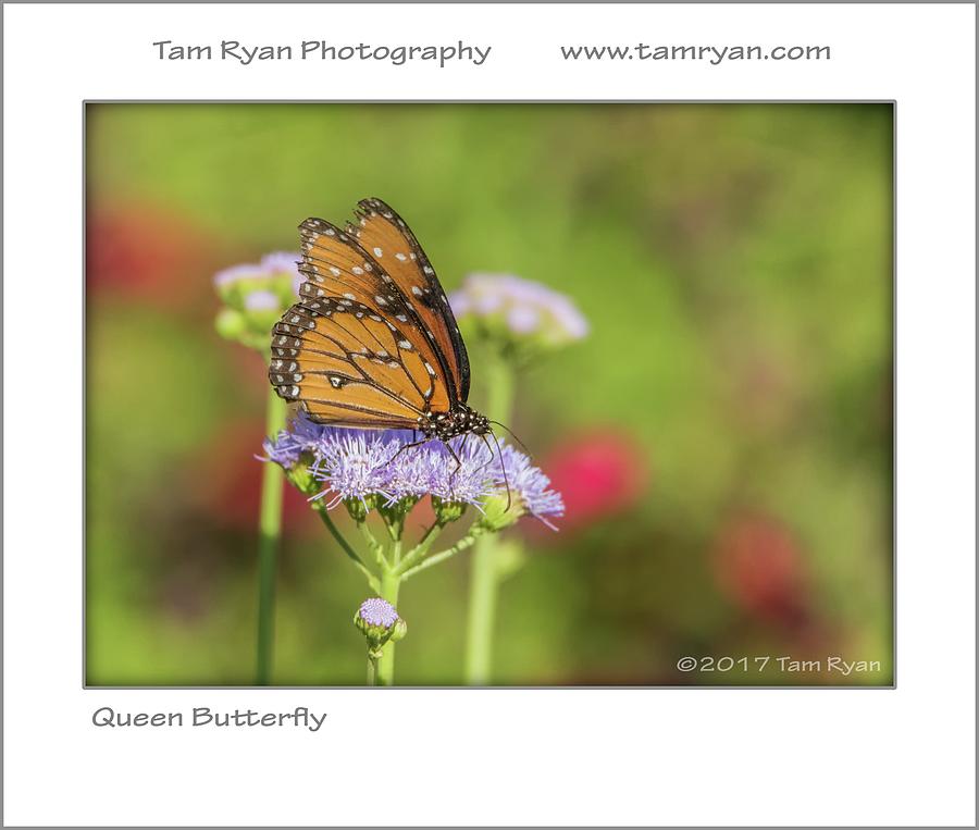 Monarch Butterfly #1 Photograph by Tam Ryan