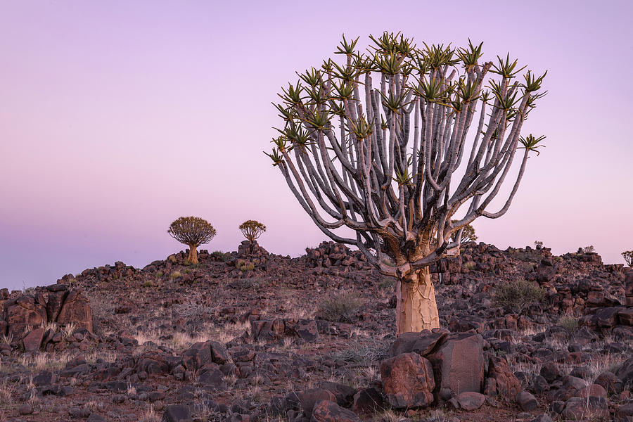 Quiver Tree Forest - Namibia #3 Photograph by Joana Kruse