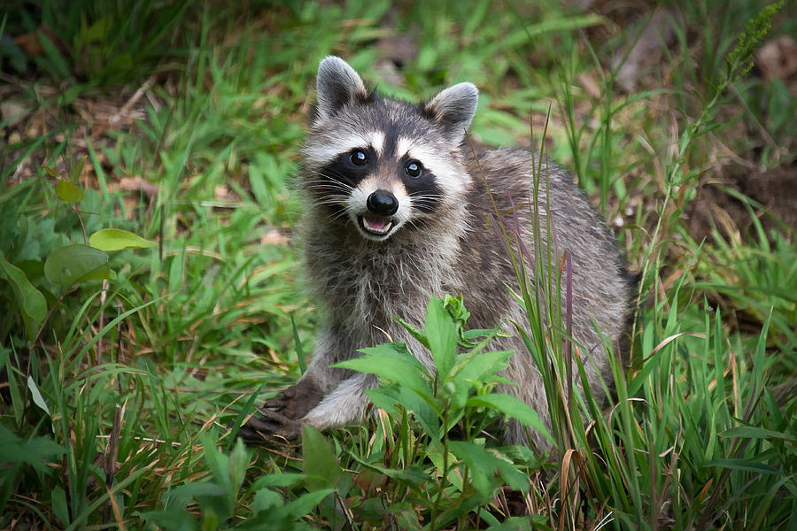 Raccoon #3 Photograph by Joye Ardyn Durham