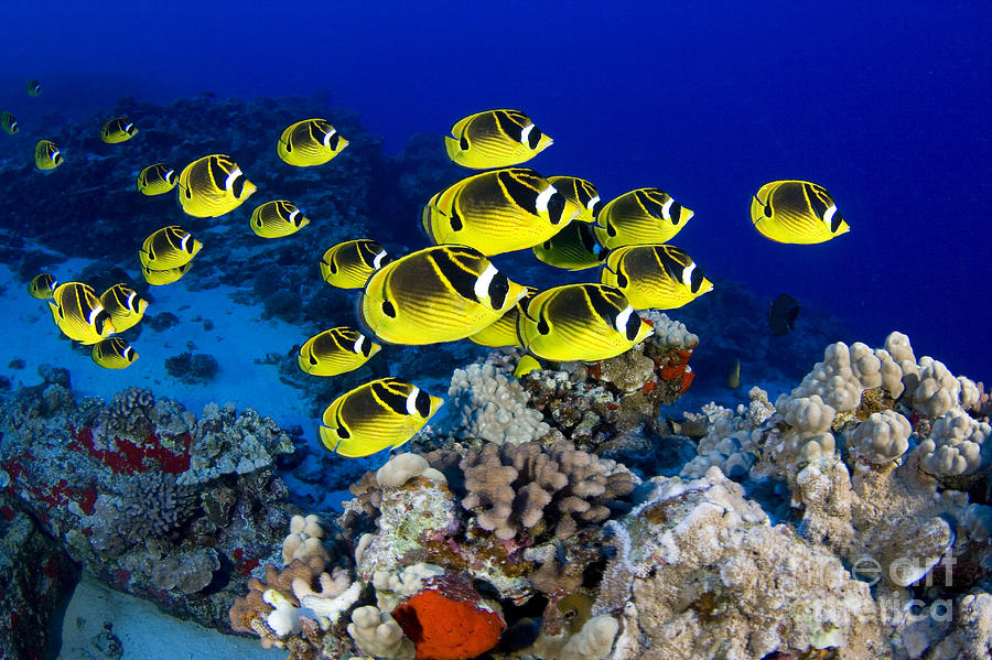 Racoon Butterflyfish #3 Photograph by Dave Fleetham - Printscapes