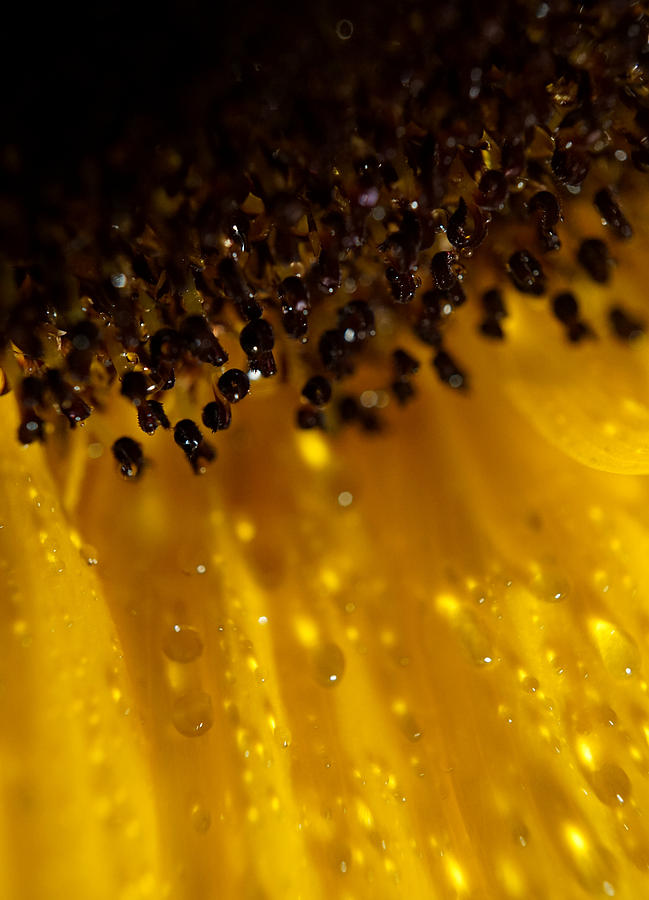 Rain drops on Sunflower #3 Photograph by Lilia S