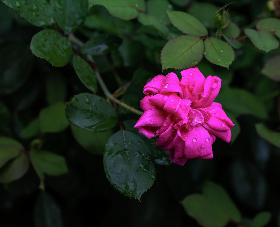 Raindrops and Flower #3 Photograph by Robert Ullmann