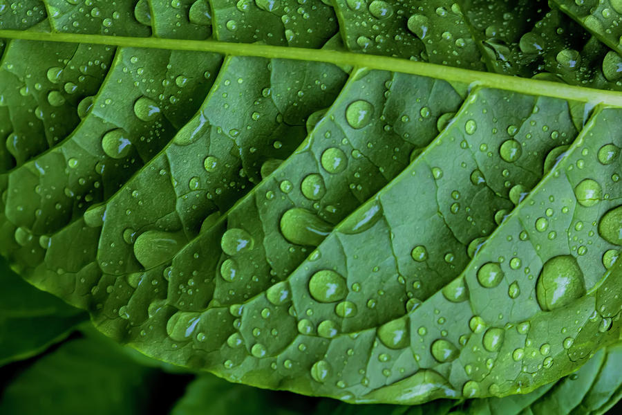 Raindrops and Leaf #3 Photograph by Robert Ullmann