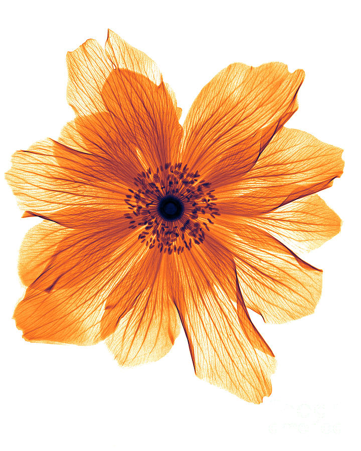 Ranunculus Flower X-Ray #2 Photograph by Bert Myers