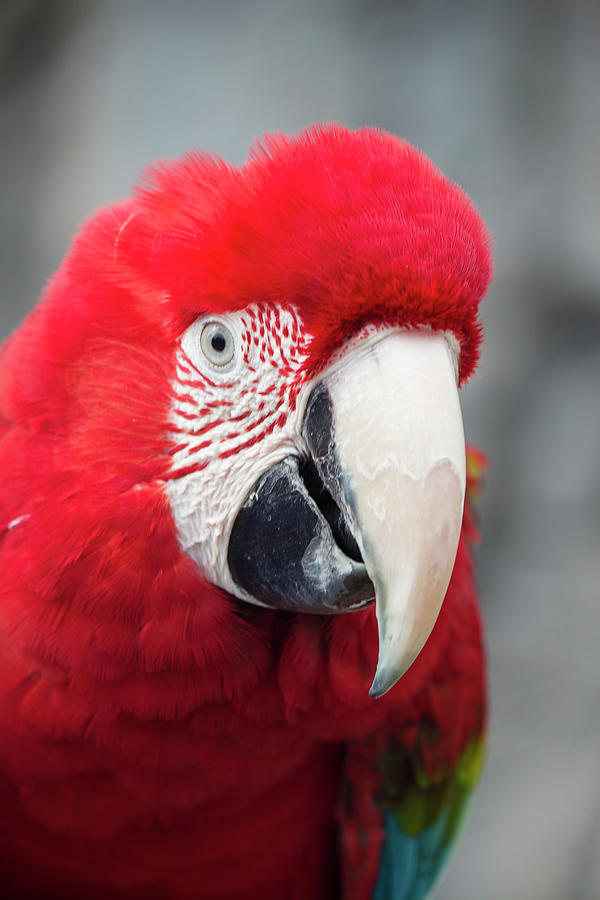 Red and Green Macaw #3 Photograph by Teresa Wilson