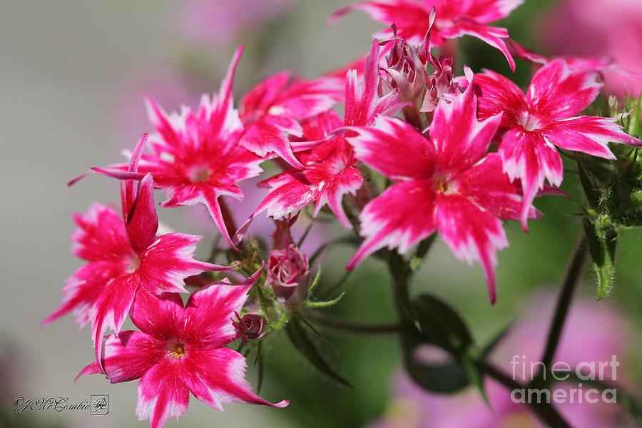 Red and White Dwarf Twinkling Beauty Phlox #4 Photograph by J McCombie