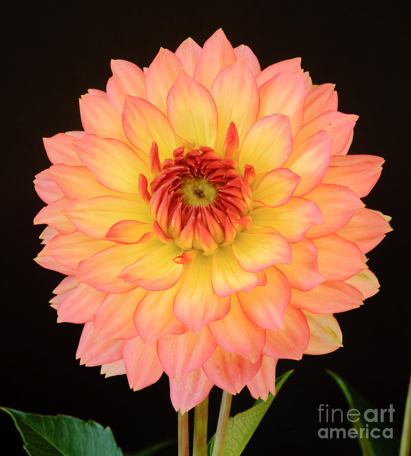 Red and yellow Dahlia #3 Photograph by Colin Rayner