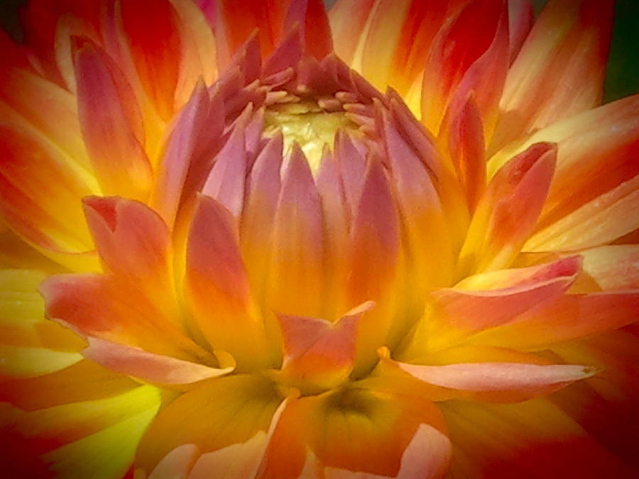 Nature Photograph - Red And Yellow Dahlia #3 by Wendy Yee