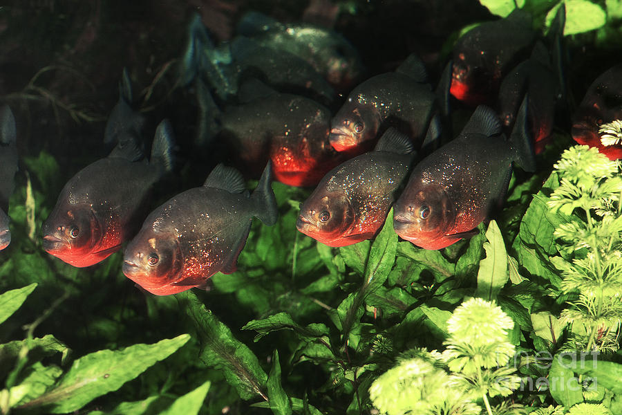Red Bellied Piranha #3 Photograph by Gerard Lacz