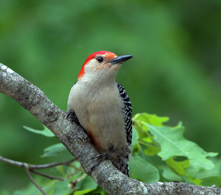  Red-bellied Woodpecker #3 Photograph by Diane Giurco