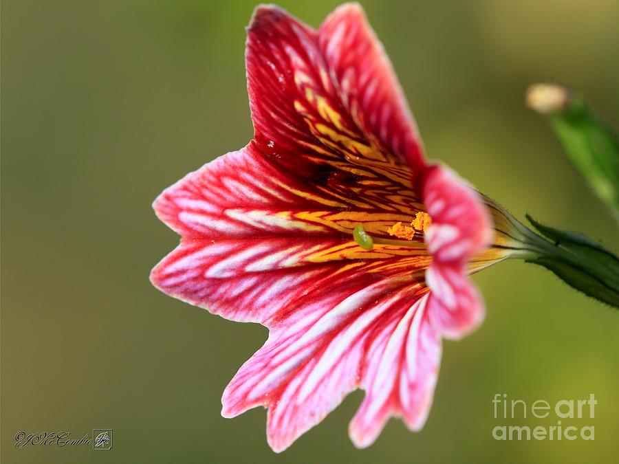 Red Bicolor Salpiglossis from the Giant Emperor Mix #2 Photograph by J McCombie