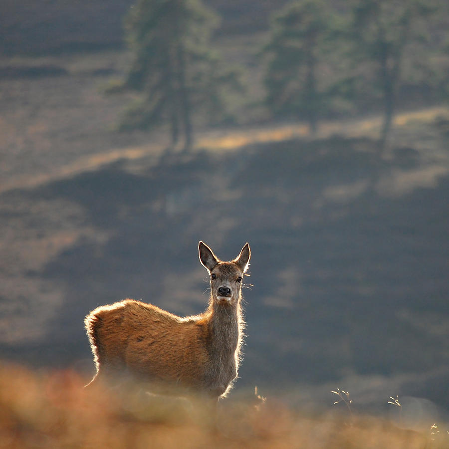 Red Deer Calf #3 Photograph by Gavin Macrae