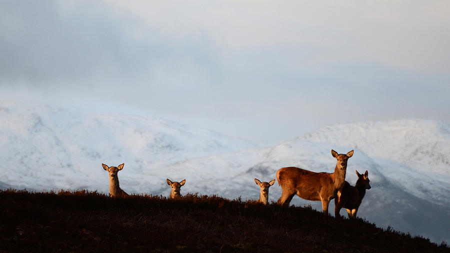 Red Deer in the Highlands #3 Photograph by Gavin MacRae