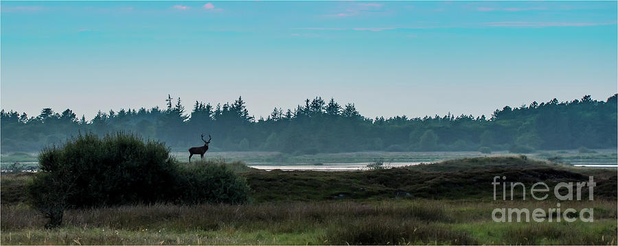 Red Deer #3 Photograph by Jorgen Norgaard