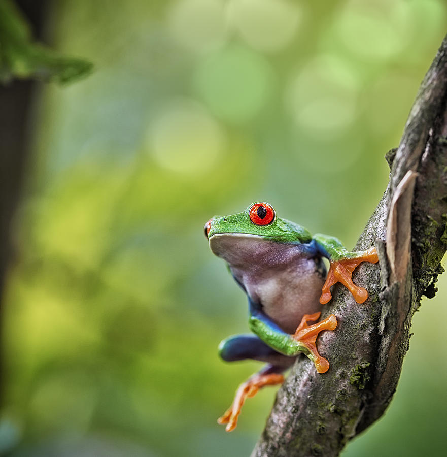 red eyed tree frog Costa Rica #3 Photograph by Dirk Ercken