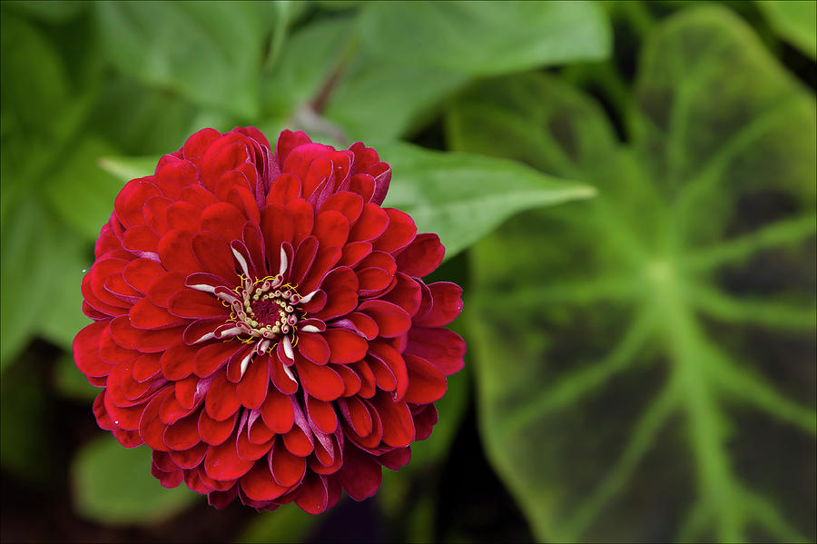 Red Flower #3 Photograph by Robert Ullmann