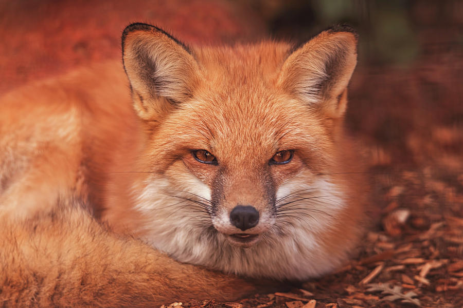 Red Fox  #3 Photograph by Brian Cross