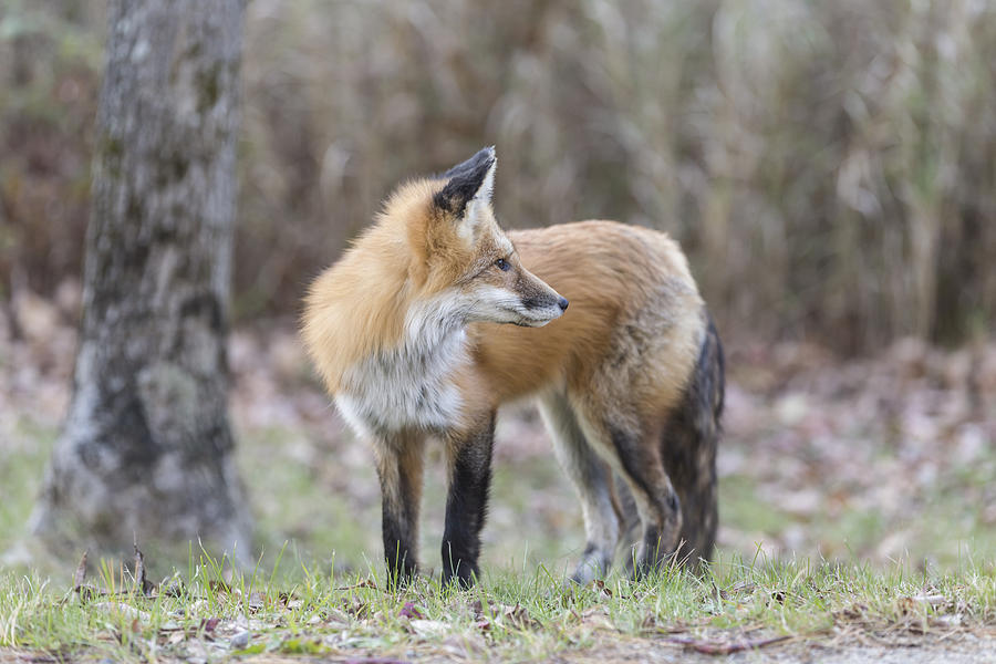 Red Fox #3 Photograph by Josef Pittner
