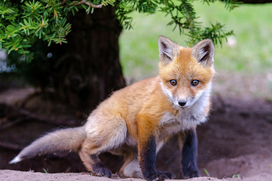 Red Fox Kit Photograph by Jesse Larson - Fine Art America