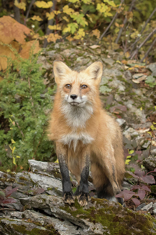 Red Fox #3 Photograph by Mary Jo Cox