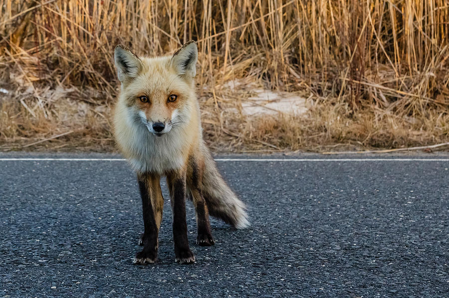 Red fox #3 Photograph by SAURAVphoto Online Store