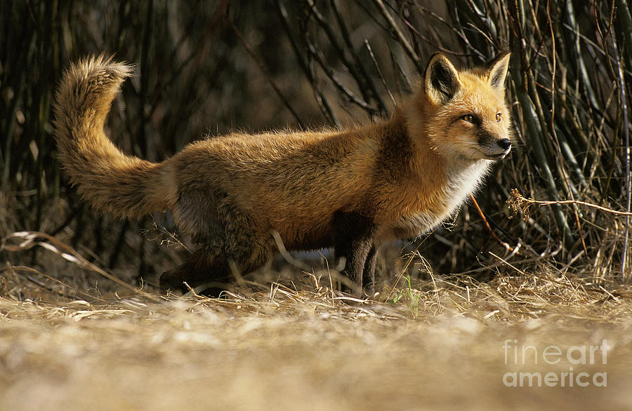 Red Fox Vulpes Vulpes #3 Photograph by Gerard Lacz