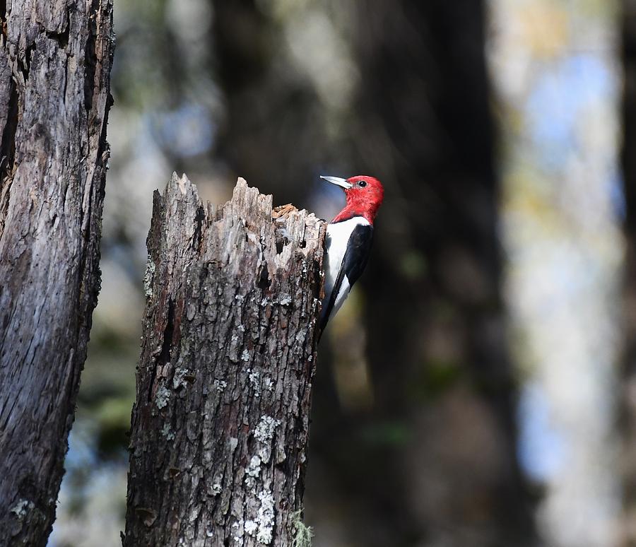 Red-headed Woodpecker #3 Photograph by David Campione
