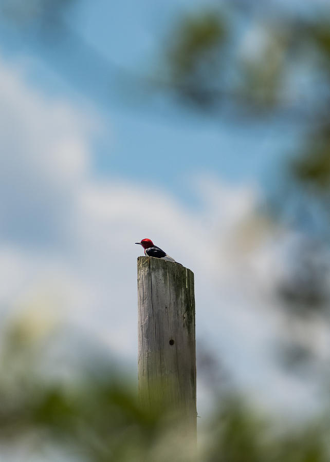 Red-Headed Woodpecker  Photograph by Holden The Moment