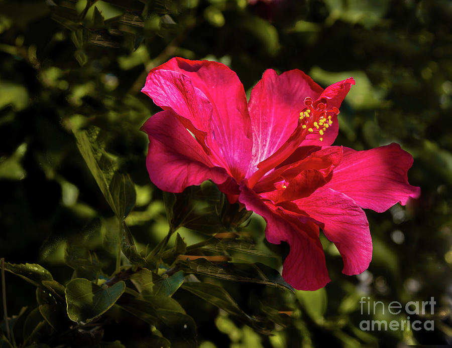 Red Hibiscus #3 Photograph by Robert Bales