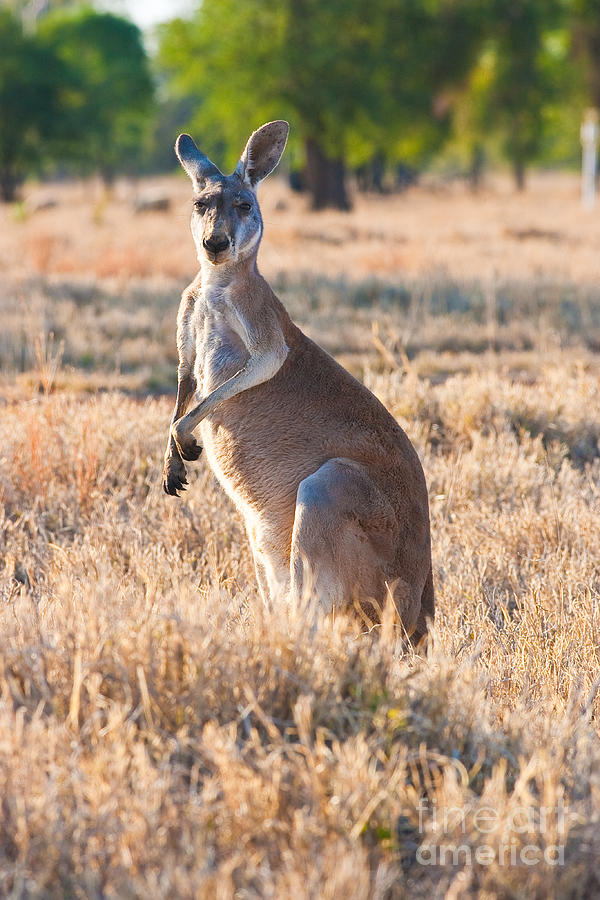 Red Kangaroo #3 Photograph by B.G. Thomson