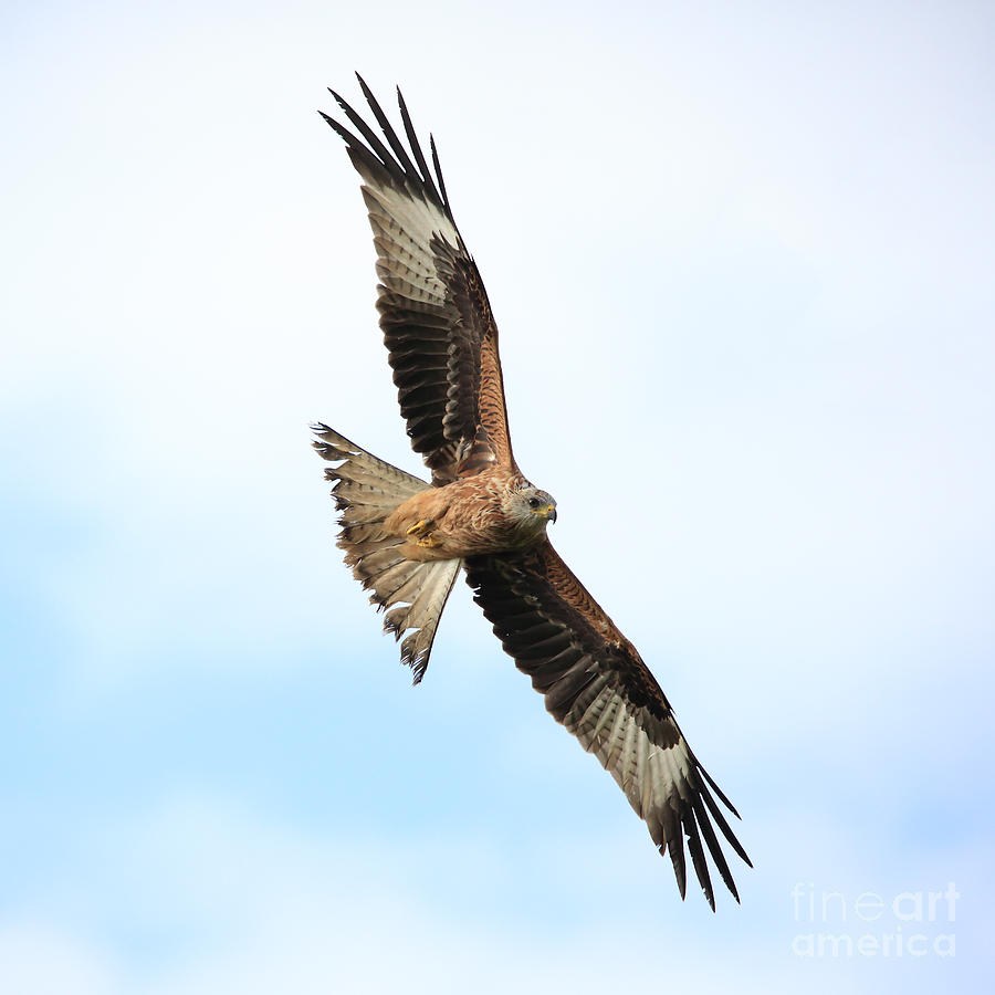 Red Kite in flight #3 Photograph by Maria Gaellman