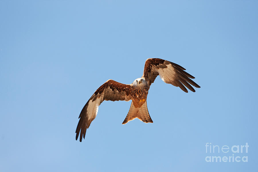 Red Kite Milvus Milvus #3 Photograph by Gerard Lacz