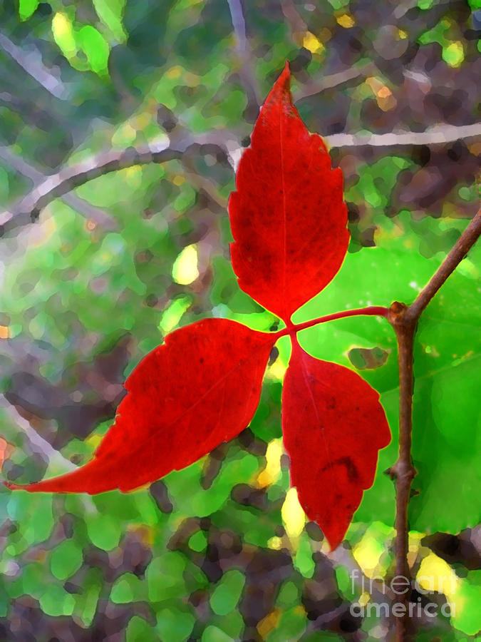 3 Red Leaves Photograph by Jeff Breiman
