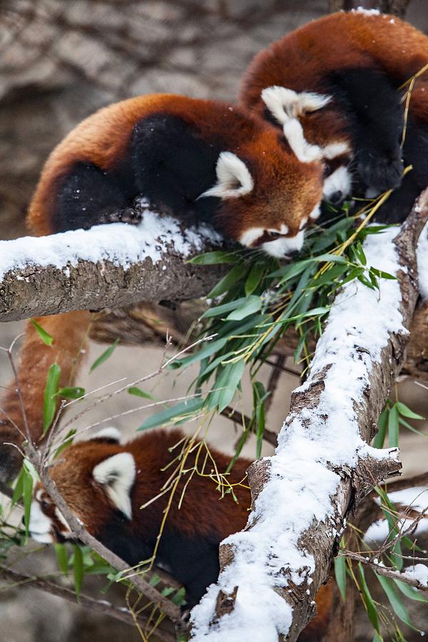 Wildlife Photograph - Red Panda #3 by Jackie Russo