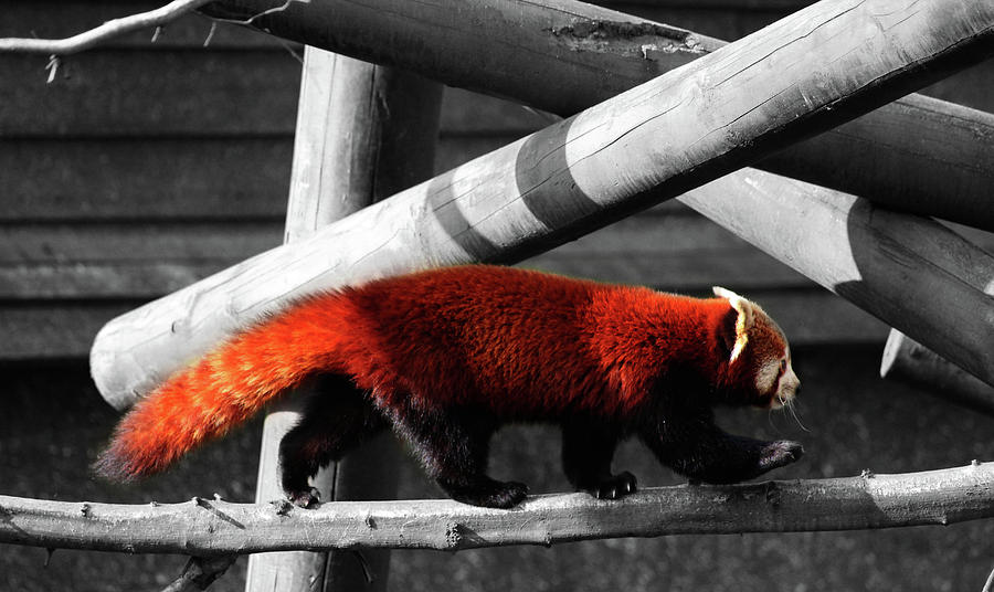 Nature Photograph - Red Panda #3 by Martin Newman