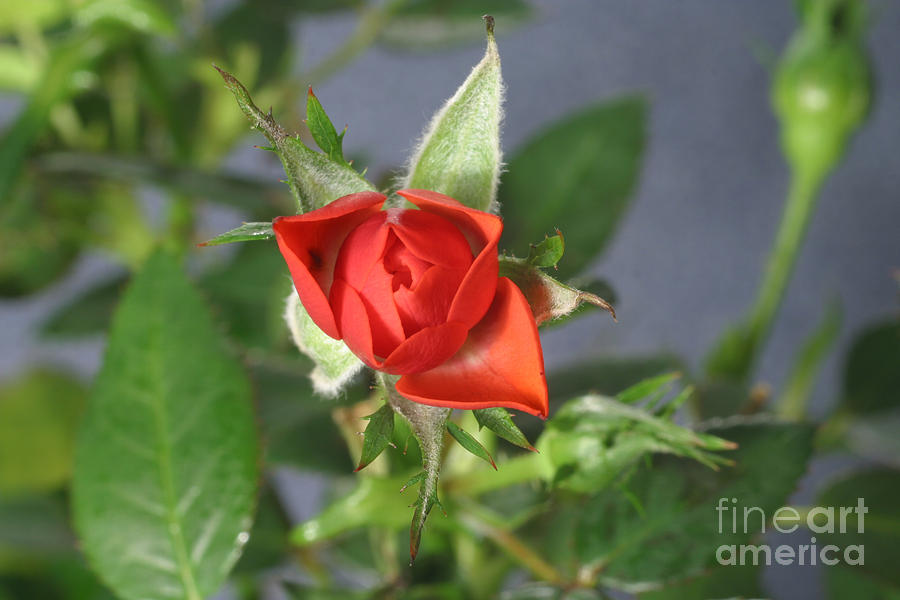 Flowers Still Life Photograph - Red Rose Blooming #3 by Ted Kinsman