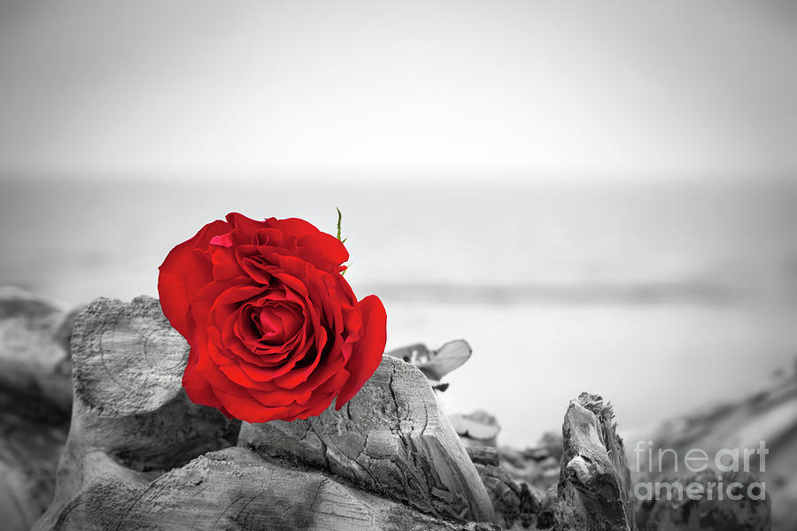 Red rose on the beach. Color against black and white. Love, romance, melancholy concepts. #3 Photograph by Michal Bednarek