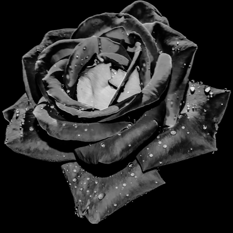 Black And White Photograph - Red Rose With Water Drops #3 by Alex Grichenko