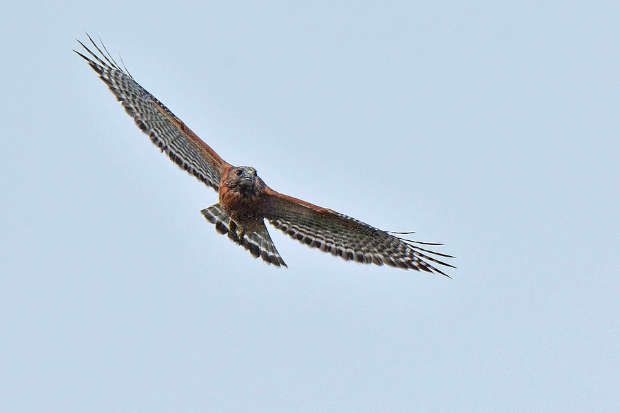Red Shouldered Hawk #3 Photograph by Alan Lenk