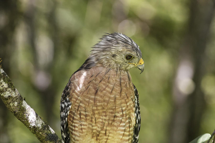 Red-Shouldered Hawk #3 Photograph by Peter Lakomy
