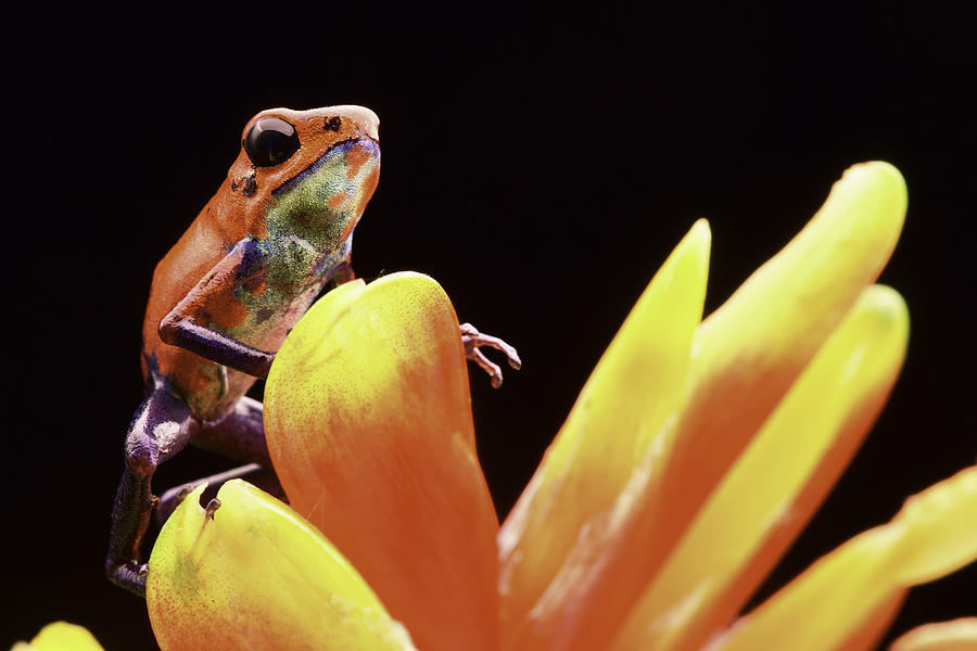 Jungle Photograph - red strawberry poison dart frog Costa rica #3 by Dirk Ercken
